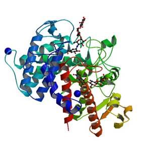 The crystal structure of the complex of a glucan 1,4-alpha-glucosidase from Saccharomycopsis fibuligera with acarbose